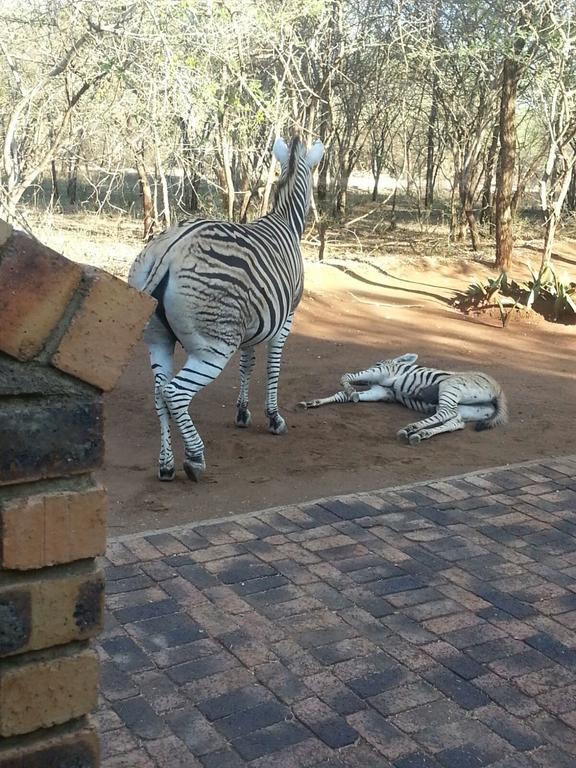 Swartwitpens 2362 Holiday home Marloth Park